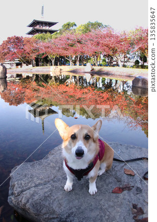 五層寶塔、秋葉和一隻柯基犬倒映在水面上。 五層寶塔、秋葉和一隻柯基犬倒映在水面上。 135835647