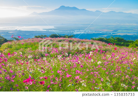 Cosmos of Shirakine Plateau Cosmos of Shirakine Plateau 135835733