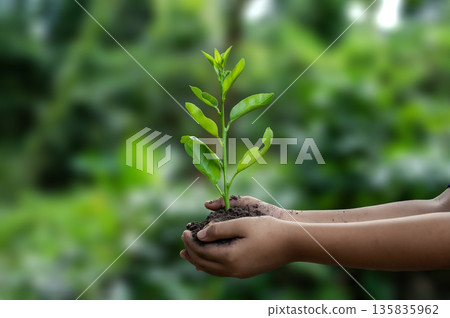 Renewable energy concept Earth Day or environment protection Hands protect forests that grow on the ground and help save the world. 135835962