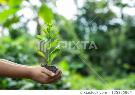 Renewable energy concept Earth Day or environment protection Hands protect forests that grow on the ground and help save the world. Renewable energy concept Earth Day or environment protection Hands protect forests that grow on the ground and help save the world. 135835964