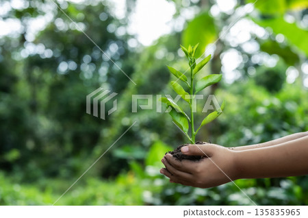 Renewable energy concept Earth Day or environment protection Hands protect forests that grow on the ground and help save the world. 135835965