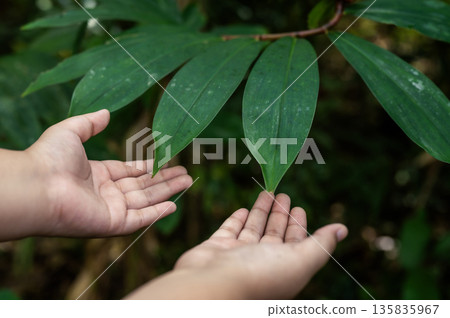 Renewable energy concept Earth Day or environment protection Hands protect forests that grow on the ground and help save the world. 135835967