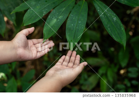 Renewable energy concept Earth Day or environment protection Hands protect forests that grow on the ground and help save the world. 135835968