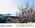 Red plum blossoms blooming in the mountains and fields overlooking the sea in early spring 135835971