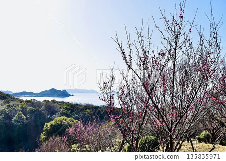Red plum blossoms blooming in the mountains and fields overlooking the sea in early spring Red plum blossoms blooming in the mountains and fields overlooking the sea in early spring 135835971