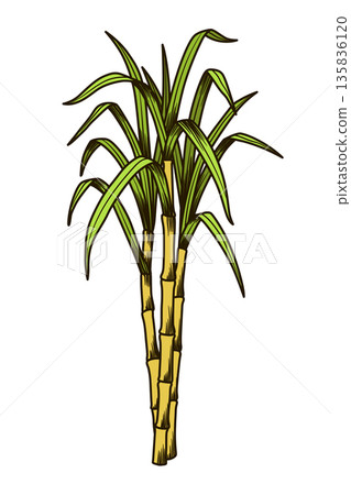 Cane sugar. Sugarcane plant. Engraving hand drawn natural organic food or natural ingredient. Fresh sugar bamboo 135836120