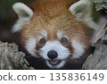 Lesser panda 135836149