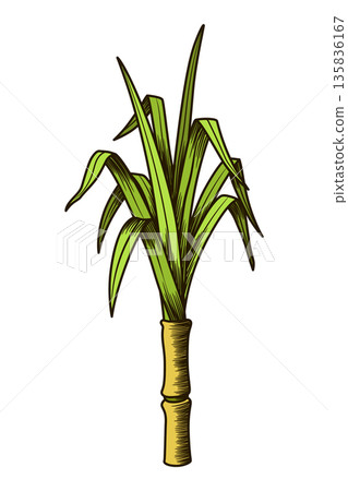 Cane sugar. Sugarcane plant. Engraving hand drawn natural organic food or natural ingredient. Fresh sugar bamboo Cane sugar. Sugarcane plant. Engraving hand drawn natural organic food or natural ingredient. Fresh sugar bamboo 135836167