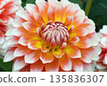 Dahlia 135836307