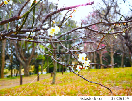 Plum blossoms in the park 135836309