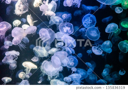 Iilluminated transparent jellyfish in the aquarium 135836319