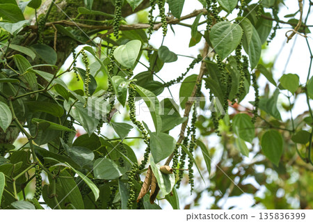 Fresh bunches of green peppercorns growing on a vine in a tropical plantation. Lush green leaves surround the clusters of immature black pepper berries. Natural outdoor agricultural setting. Fresh bunches of green peppercorns growing on a vine in a tropical plantation. Lush green leaves surround the clusters of immature black pepper berries. Natural outdoor agricultural setting. 135836399