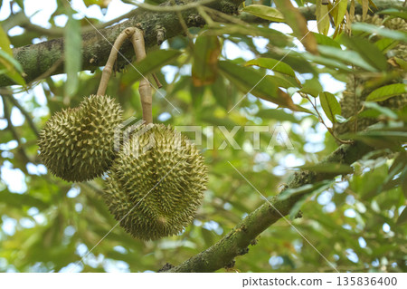 Fresh durian fruit hanging from a branch in an orchard. King of fruits with sharp thorns and green skin in a tropical environment. Close-up view of organic cultivation in Thailand. Fresh durian fruit hanging from a branch in an orchard. King of fruits with sharp thorns and green skin in a tropical environment. Close-up view of organic cultivation in Thailand. 135836400