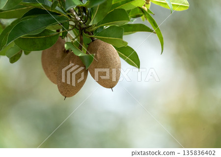 Fresh sapodilla fruits hanging on a tree branch with lush green leaves. Tropical fruit growing in a garden with a soft bokeh background. Natural agricultural concept of Manilkara zapota. Fresh sapodilla fruits hanging on a tree branch with lush green leaves. Tropical fruit growing in a garden with a soft bokeh background. Natural agricultural concept of Manilkara zapota. 135836402