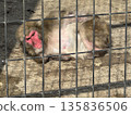 A Japanese macaque lying down (Photo taken at Takaoka Castle Park Zoo, Takaoka City, Toyama Prefecture, January) 135836506