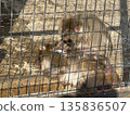 A Japanese macaque grooming itself (Photo taken at Takaoka Castle Park Zoo, Takaoka City, Toyama Prefecture, January) 135836507