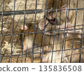 A Japanese macaque grooming itself (Photo taken at Takaoka Castle Park Zoo, Takaoka City, Toyama Prefecture, January) 135836508