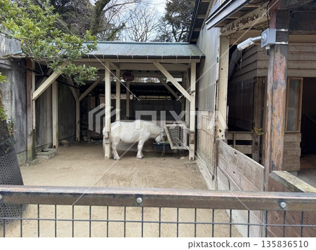 一匹白色小馬正在吃東西(照片拍攝於富山縣高岡市高岡城公園動物園,1月) 一匹白色小馬正在吃東西(照片拍攝於富山縣高岡市高岡城公園動物園,1月) 135836510