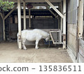 A white pony eating food (Photo taken at Takaoka Castle Park Zoo, Takaoka City, Toyama Prefecture, January) 135836511