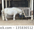 A white pony eating food (Photo taken at Takaoka Castle Park Zoo, Takaoka City, Toyama Prefecture, January) 135836512