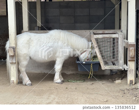 一匹白色小馬正在吃東西（照片拍攝於富山縣高岡市高岡城公園動物園，1月） 135836512
