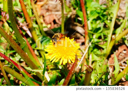 A hoverfly on a dandelion A hoverfly on a dandelion 135836526