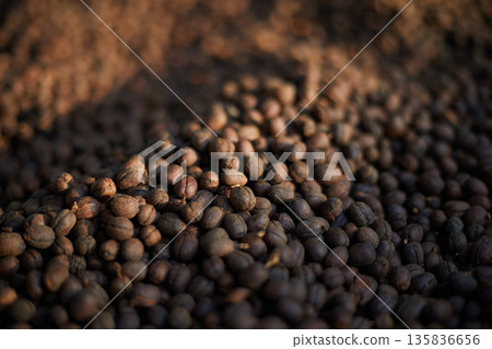 Raw coffee beans, coffee drying process on shelf natural sunlight plantation at factory 135836656