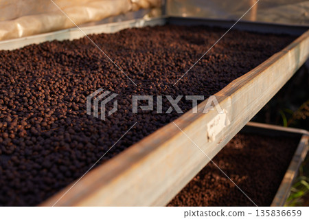Raw coffee beans, coffee drying process on shelf natural sunlight plantation at factory Raw coffee beans, coffee drying process on shelf natural sunlight plantation at factory 135836659