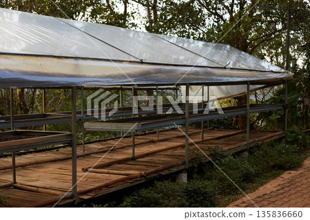 Raw coffee beans, coffee drying process on shelf natural sunlight plantation at factory Raw coffee beans, coffee drying process on shelf natural sunlight plantation at factory 135836660
