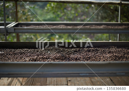 Raw coffee beans, coffee drying process on shelf natural sunlight plantation at factory 135836680