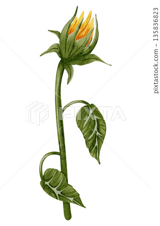 Hand drawn watercolor set of sunflowers in different poses. Flowers. Botanical watercolor illustration. Perfect for botanical design, print, posters, decor, packaging. Hand drawn watercolor set of sunflowers in different poses. Flowers. Botanical watercolor illustration. Perfect for botanical design, print, posters, decor, packaging. 135836823