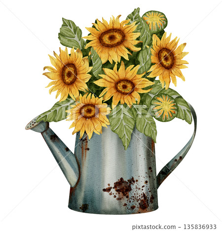 Watercolor drawing of a bouquet of sunflowers in a rusty garden watering can. Perfect for food packaging, organic product design, packaging or agricultural projects. Watercolor drawing of a bouquet of sunflowers in a rusty garden watering can. Perfect for food packaging, organic product design, packaging or agricultural projects. 135836933