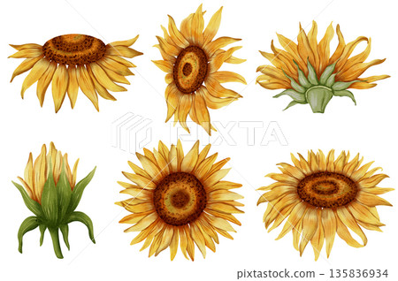 A set of hand-drawn watercolor sunflowers in various poses. Flowers. A set of sunflower flowers. Botanical watercolor illustration. Perfect for botanical design, prints, posters, decor, and packaging. 135836934