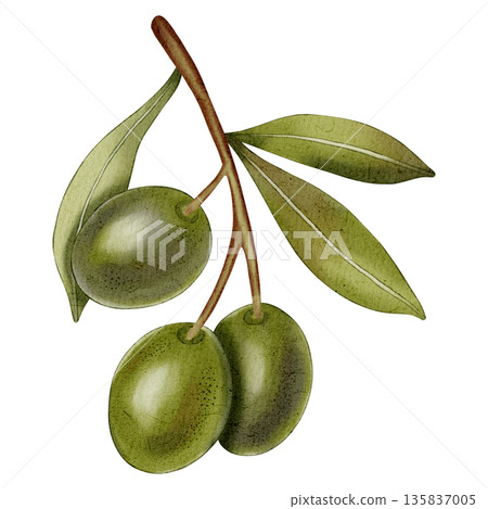 Hand drawn watercolor olive branch with green and black fruits and leaves. Olive branches, leaves and fruits. For fabric, wrapping paper, scrapbooking, packaging design, kitchen, menu. 135837005