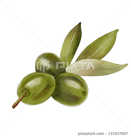Watercolor hand drawn canned green olives. Olive branches, leaves and fruits. For fabric, wrapping paper, scrapbooking, packaging design, kitchen, menu. 135837007