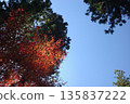 Autumn sky and autumn leaves 135837222