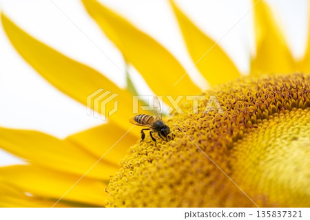 Bee is sitting on a yellow flower 135837321