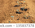 Vegetable seedlings 135837378