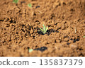Vegetable seedlings 135837379