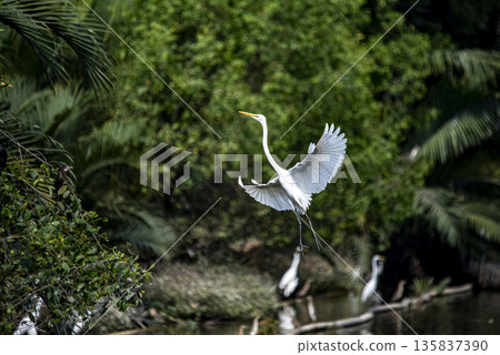 White bird with a long neck flies over a body of water White bird with a long neck flies over a body of water 135837390