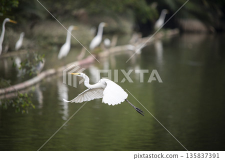 White bird is flying over a body of water 135837391