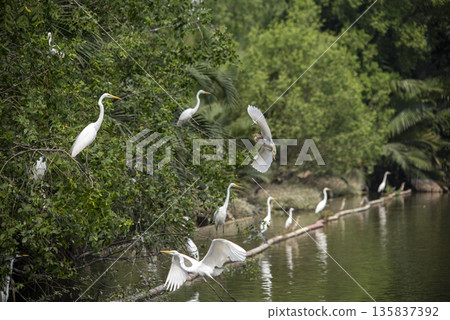 Group of white birds flying over a body of water Group of white birds flying over a body of water 135837392