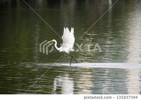 White bird is standing in the water and looking for food White bird is standing in the water and looking for food 135837394