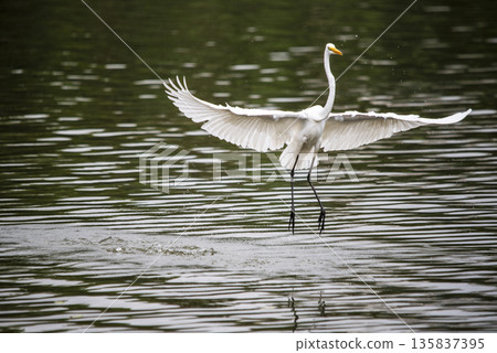 White bird with a yellow beak is flying over a body of water White bird with a yellow beak is flying over a body of water 135837395