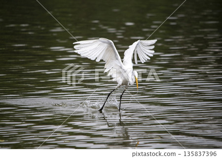White bird is flying over a body of water White bird is flying over a body of water 135837396