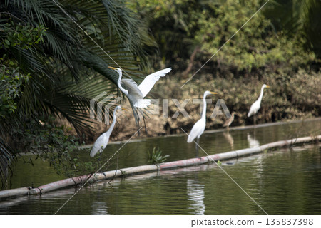 Group of white birds are flying over a body of water 135837398