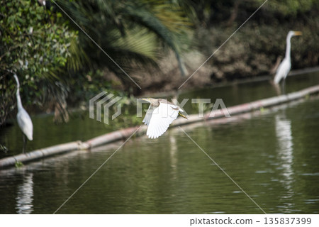 Bird is flying over a body of water Bird is flying over a body of water 135837399