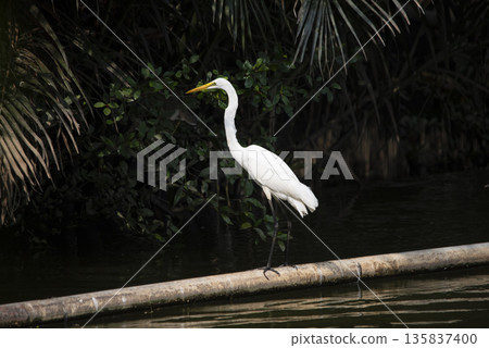 White bird stands on a log in the water 135837400