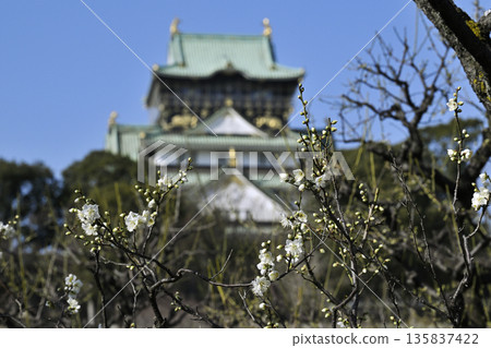 大阪城堡梅花森林 大阪城堡梅花森林 135837422