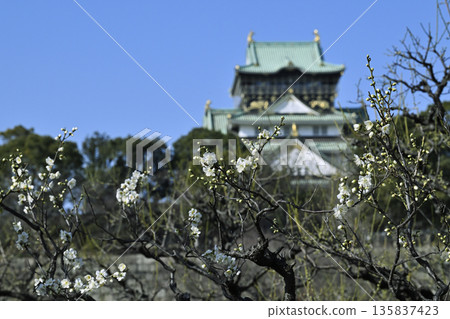 大阪城堡梅花森林 大阪城堡梅花森林 135837423
